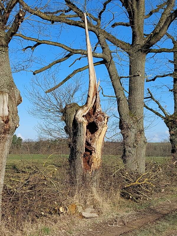abgebrochener Baum